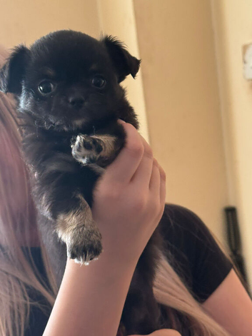 Long haired little girl, 7 weeks old, ready to go