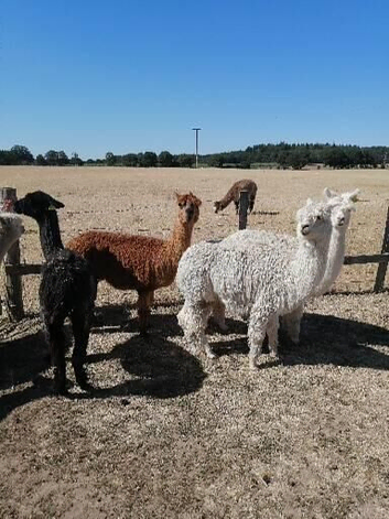 3 female alpacas