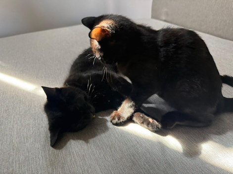 2 x Beautiful Black Kittens available for adoption
