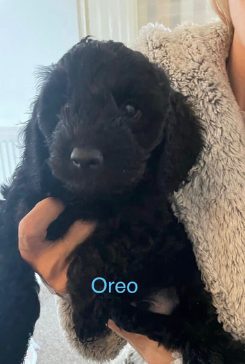 F2B Cockapoo puppies (1 girl, 1 boy)
