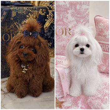READY NOW Luxury & Tiny Maltipoo