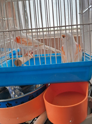 2 Canaries