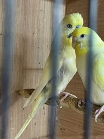 3 x baby budgies