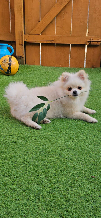 6 month old kc registered pure gorgeous pomerainian ready to stud