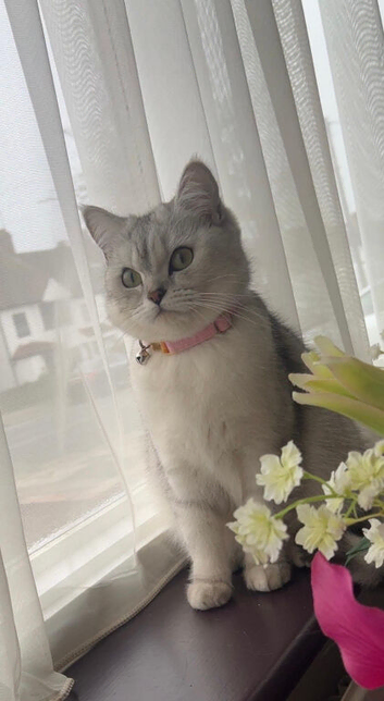 Adorable kittens looking for a forever loving home