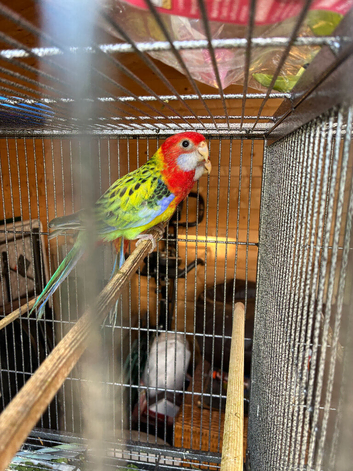 Golden Mantel Rosellas