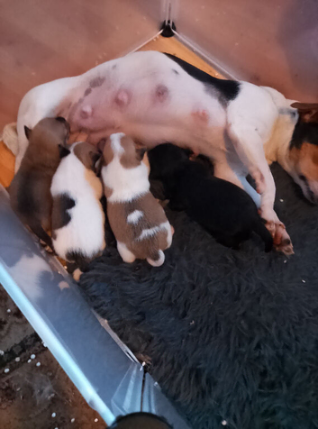 Jack Russell x Mini Chihuahua pups for sale
