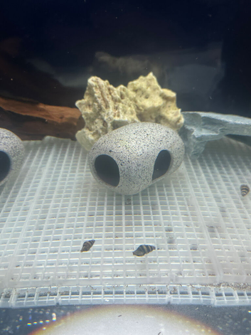 assassin snails