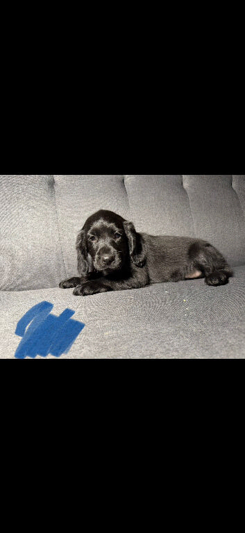 1 boy cockerpoo left for sale ready to leave now