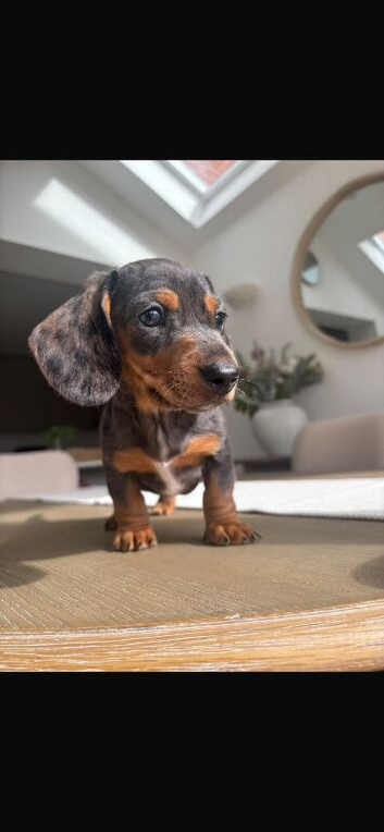 Miniature Dachshund puppies ready now! Last two available