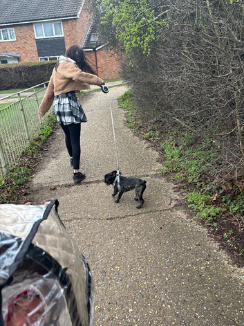 8 month female french bulldog