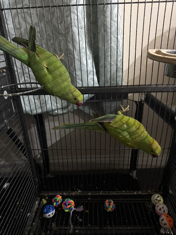 Indian ringneck with cage