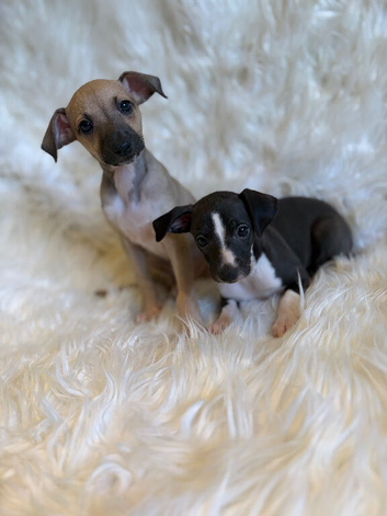 Exceptional KC Registered Italian Greyhound Puppies &ndash; Outstanding Quality & Beautifully Raised