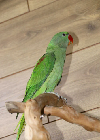Baby Alexanderine Talking Parrot,17