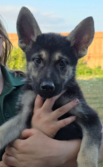Tamaskan Puppies *health tested parents*