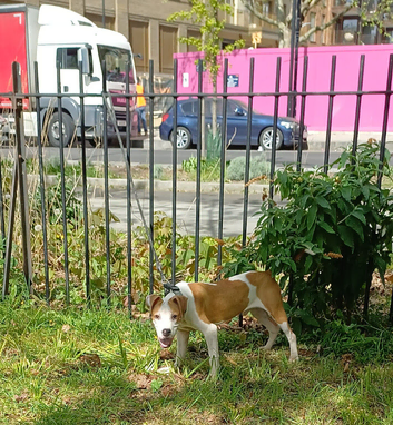 Staffordshire bull terriers puppy