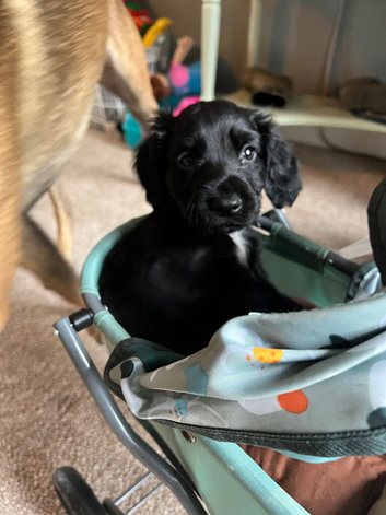 Cocker spaniel