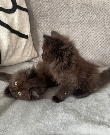 Beautiful Maine Coon kittens