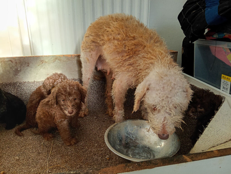 Beddlington terrier pups for sale