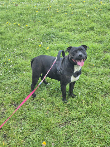 Adorable staffy puppy