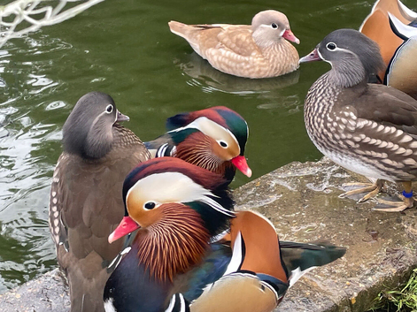 Manderin ducks