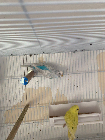 Beautiful budgies