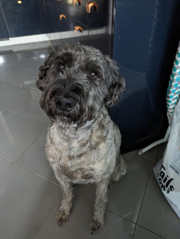 Soft Coated Wheaten Terrier x Labradoodle