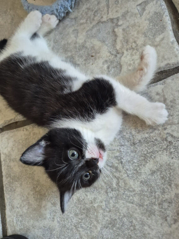 Beautiful kittens