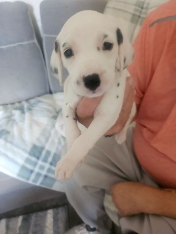 Gorgeous kc reg dalmatian puppies available November