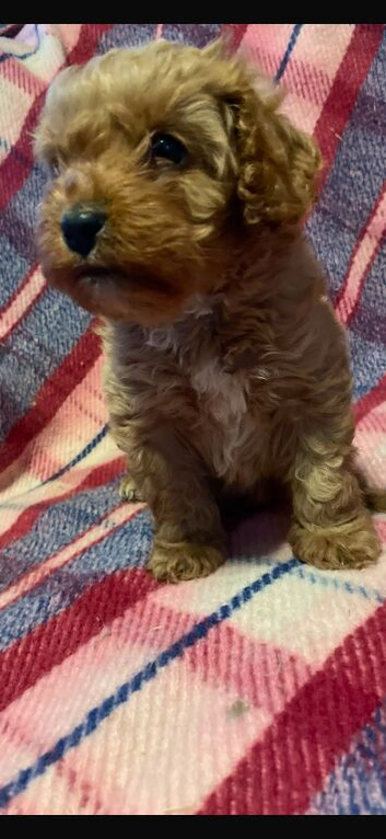 beautiful ruby red f1 cavapoo