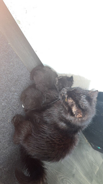 Cute little kittens