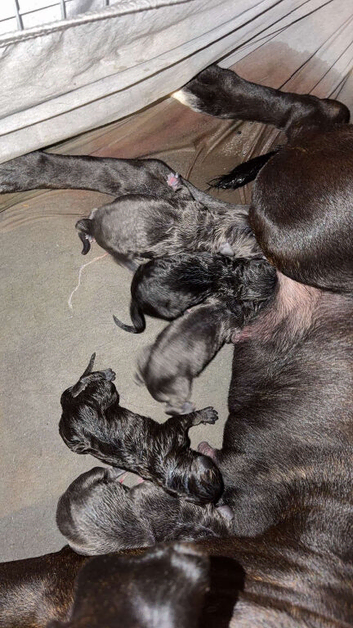 Cane corso cross pups