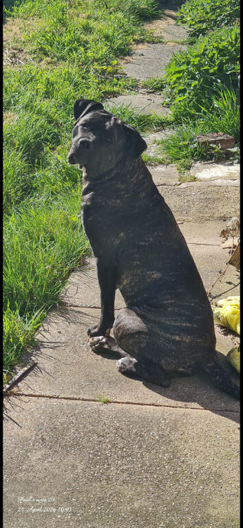 Cane Corso