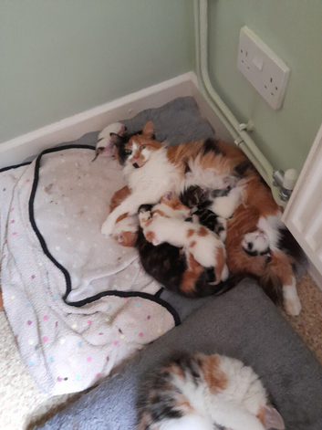 Lovely kittens Looking for their forever homes