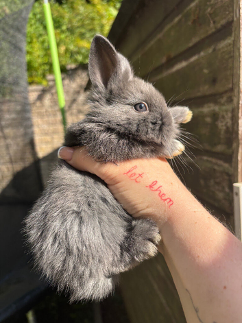Dutch x lion head