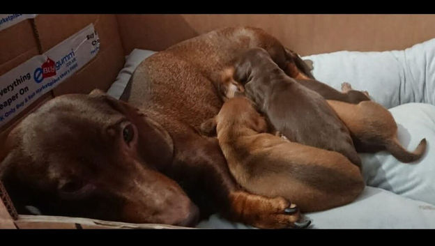 Miniature smooth haired dachshund pupoies for sale