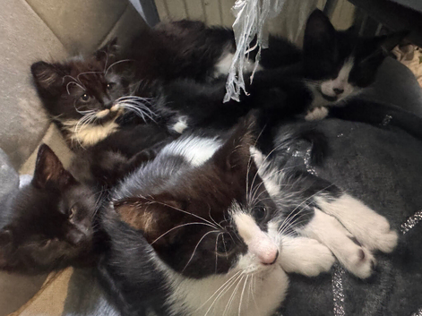Kittens for sale