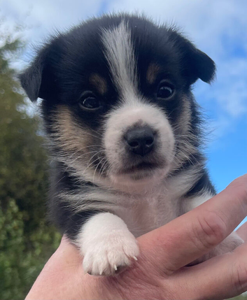 Pomchi jacks 3 male