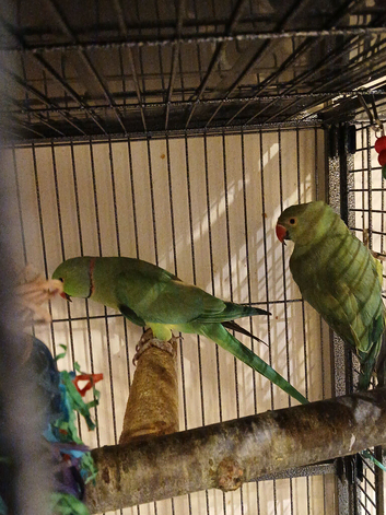 Pair of bonded indian ringnecks for sale