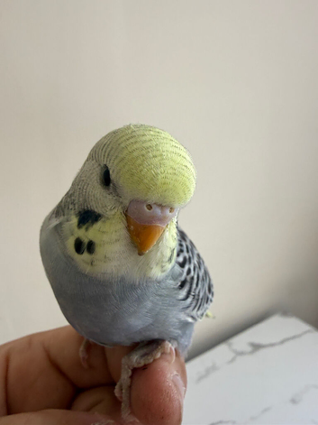 baby budgies