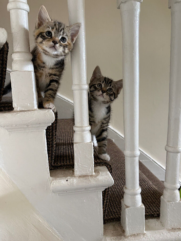 Bengal x Calico Kittens