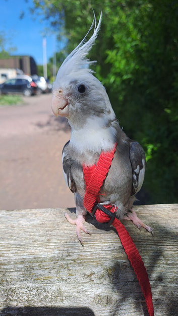 Cockatiel friendly tame