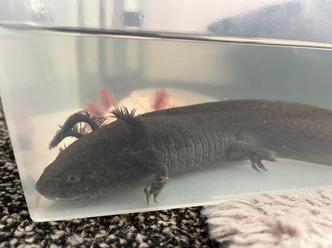 wild type axolotl boy