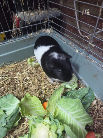 Lovely 2.5-Year-Old Male Guinea Pig Looking for a Good Home