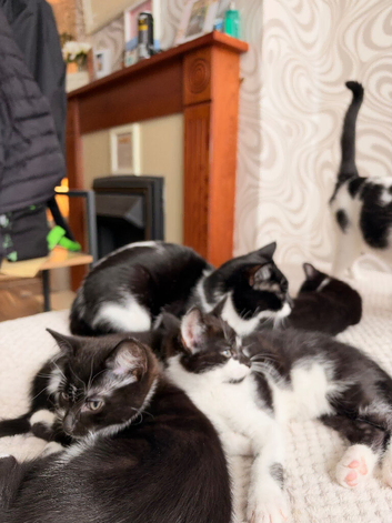 Beautiful little black and white tuxedo kittens