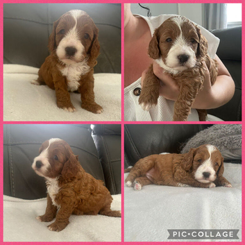 toy cavapoos!!!