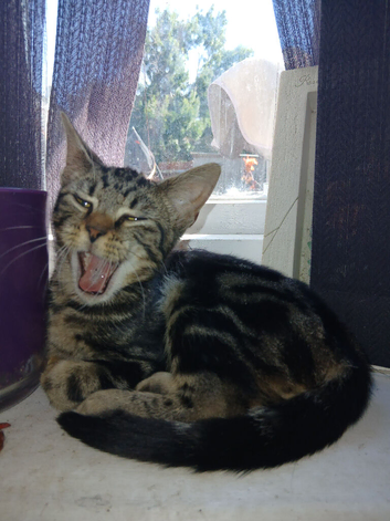5 month old kittens ready for forever home