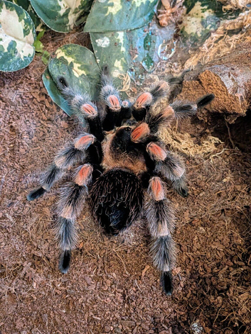 Mature Male mexican red knee b.hamorii