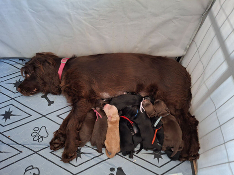 Cocker spaniels