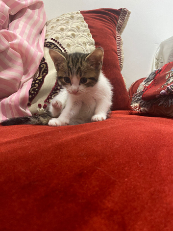 9 week kitten